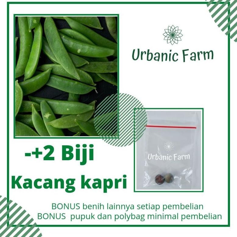 2 biji Kacang kapri Unggul Taichung Known You Seed -Benih Bibit Seed Sayuran Eceran Seribuan Murah