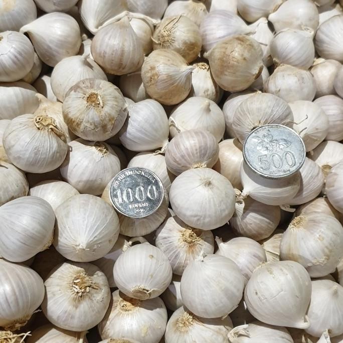 

Bawang putih tunggal besar/bawang lanang besar 500gram. MRS03