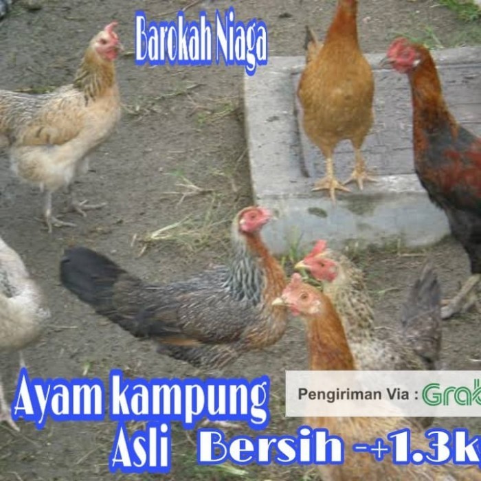 

AYAM KAMPUNG ASLI UKURAN LEBIH BESAR COCOK UNTUK HIDANGAN KELUARGA