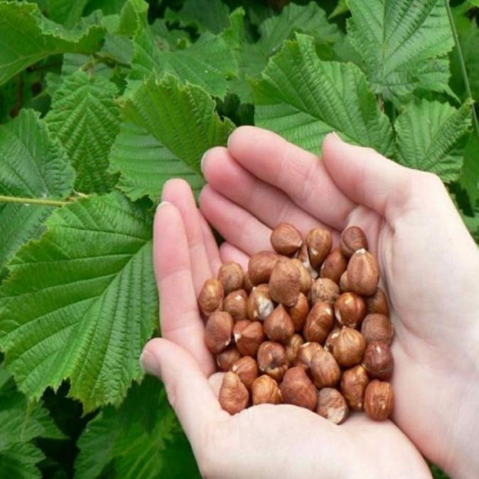 

HAZELNUT RAW 1KG , HAZELNUT MENTAH 1KG TA