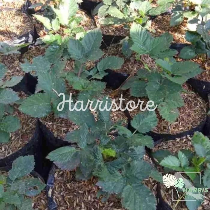 

bibit tanaman buah Blackberry pohon blackberry hidup blackbery Best Seller