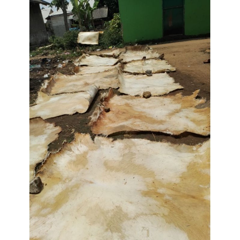 kulit kambing kering buat bedug gendang ukuran jumbo