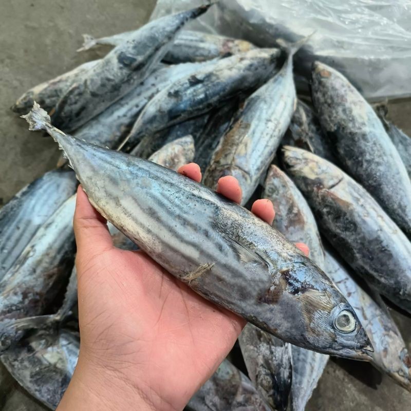 

Ikan Cakalang (5 kg)