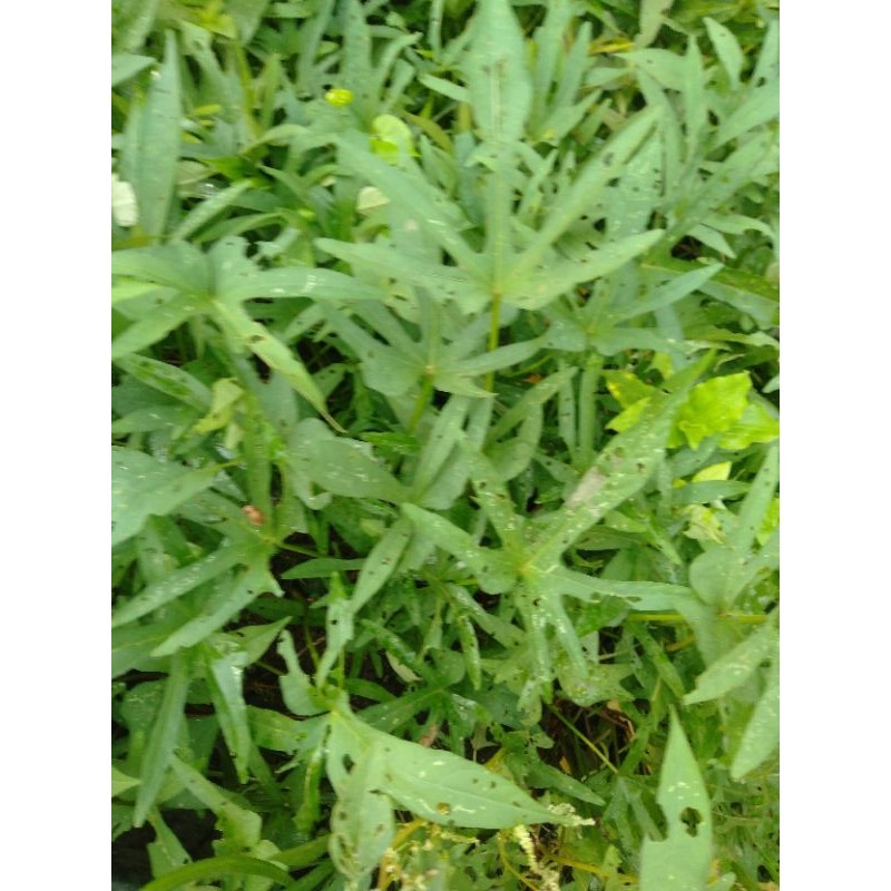 

SAYUR DAUN UBI JALAR. perikat