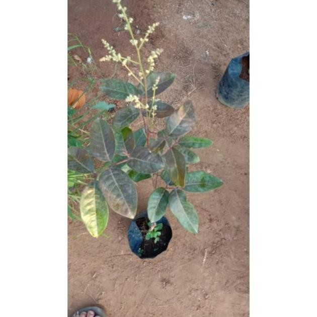 Omahijoofficial Bibit Kelengkeng Merah  Bibit Kelengkeng Merah Murah  Bibit Kelengkeng Red Ruby 