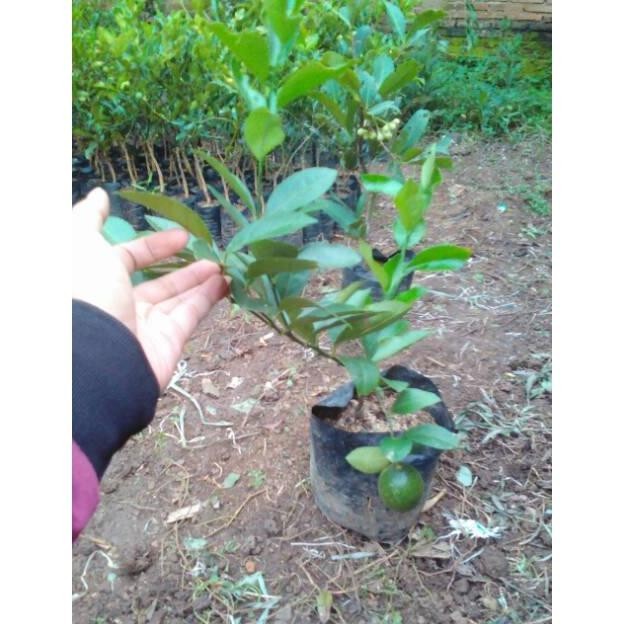 Omahijoofficial Bibit Tanaman Jeruk Lemon Lokal Berkualitas  Bibit Tanman Jeruk Lemon Lokal