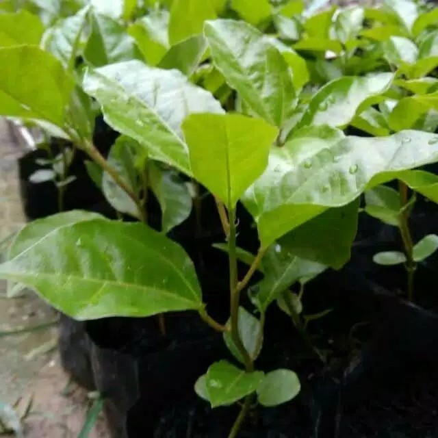 Tanaman Buah Markisa,Pohon Buah Markisa, Bibit pohon Markisa ASLI