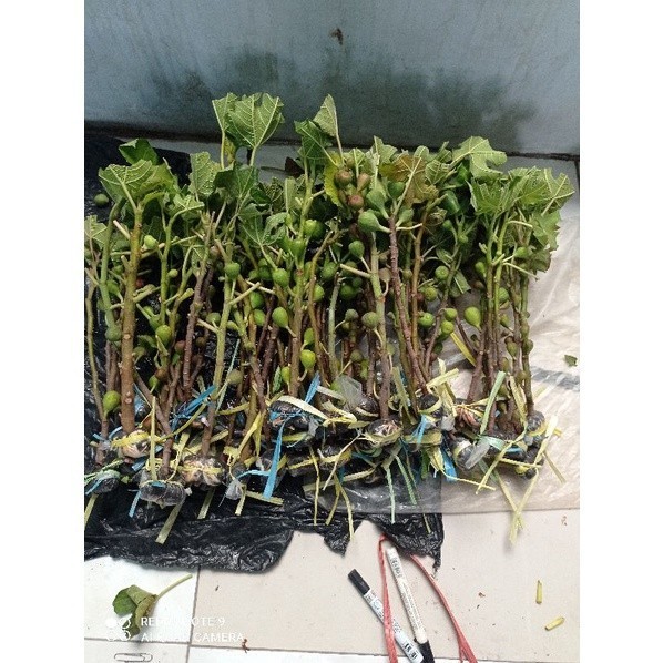 bibit cangkok kondisi sudah BERBUAH. bibit pohon buah tin ara fig. ASLI