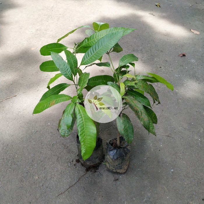 POHON Bibit Pohon Gandaria - Tanaman Gandaria Jatake - Buah Gandaria ASLI