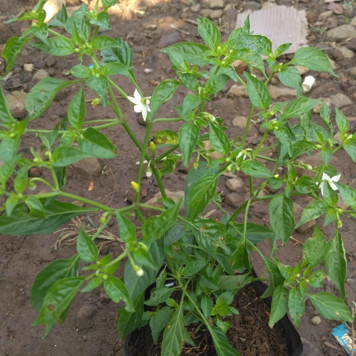 Bibit Tanaman Buah Cabe cabai Hijauh Pohon Buah ASLI