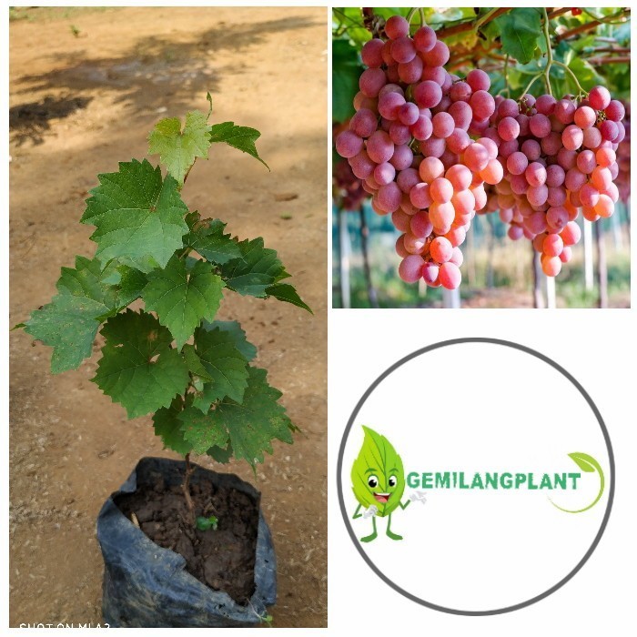 Bibit Pohon Tanaman Anggur Merah - Pohon Anggur Merah - Buah Anggur ASLI