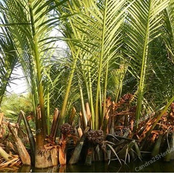 Bibit pohon buah nipah tanaman daon tinggi 20-40 cm tanaman rawa ASLI