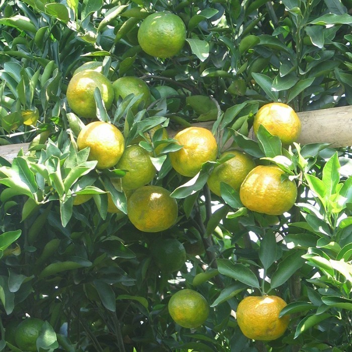 COD Bibit Pohon Buah Jeruk Keprok 55 Malang Okulasi Cepat Berbuah GTS ASLI