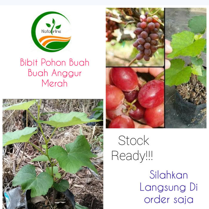 Bibit Pohon Buah Anggur Merah/Tanaman Merambat Buah Anggur Merah ASLI