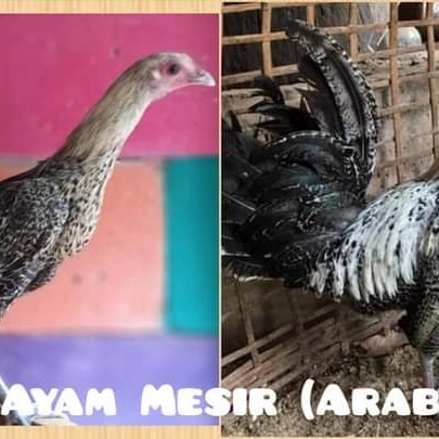 Pullet Pulet Ayam Arab Siap Bertelur Petelur Betina Bandung
