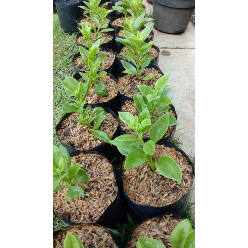 omahijoofficial Bibit Bunga Gantung // Bunga Gantung Lipstik