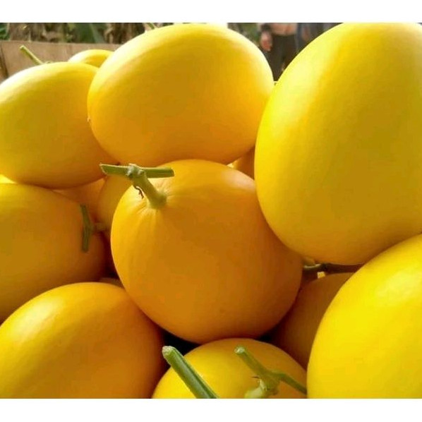 

Melon Golden Manis 1 buah