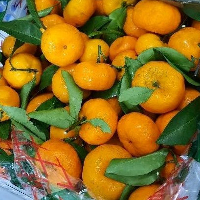 

Jeruk Santang Manis 500gram/1kg