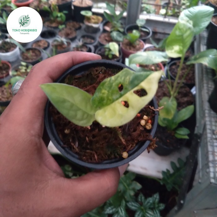 

Monstera Acuminata Variegata Janbol Jepang Variegata Janda Bolong