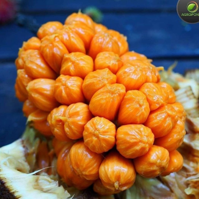 

Bibit Buah Cempedak King Merah Tinggi 5070 Cm