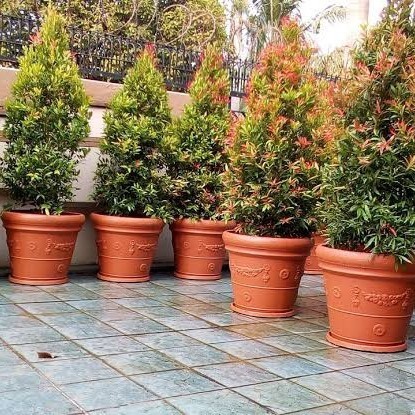 

Tanaman Pucuk Merah Bibit Pucuk Merah Pohon Pucuk Merah