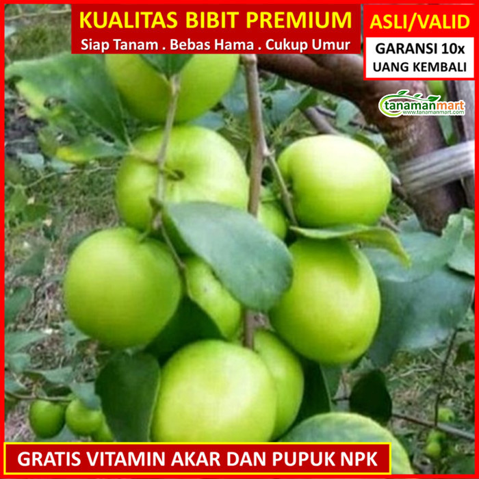 

Bibit Tanaman Buah Putsa Unggul, Murah, Bergaransi