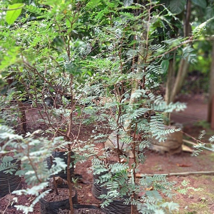 

Bibit Pohon Asem Jawa Tinggi(1Meter)