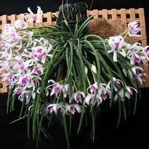

Tanaman Hias Angrek ( Leptotes Bicolor