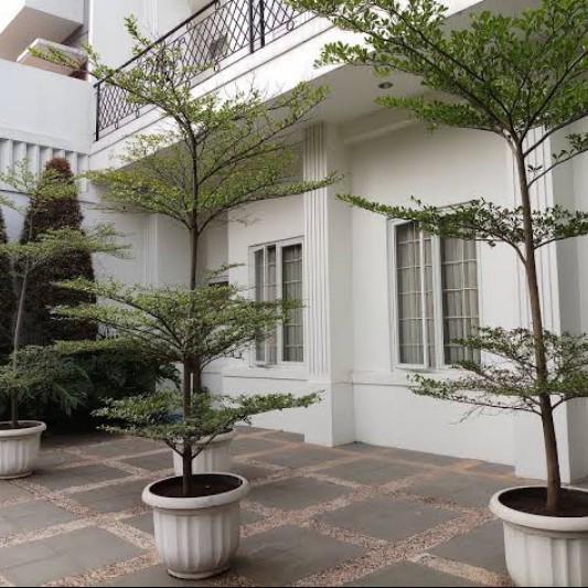 

Tanaman Hais Pohon Ketapang Kencana 3 Meter