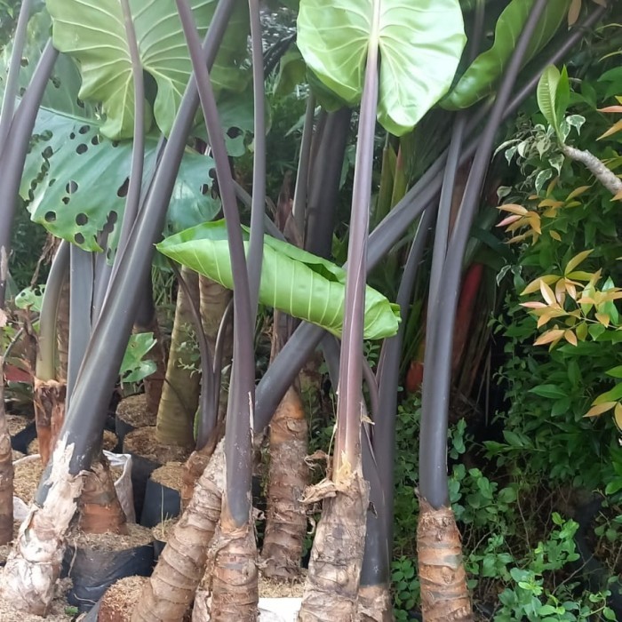 

Tanaman Hias Sente Hitam