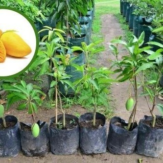 

Bibit Tanaman Buah Mangga Tinggi 1,5 Meter Jenis Mahatir,Kiojay Dll