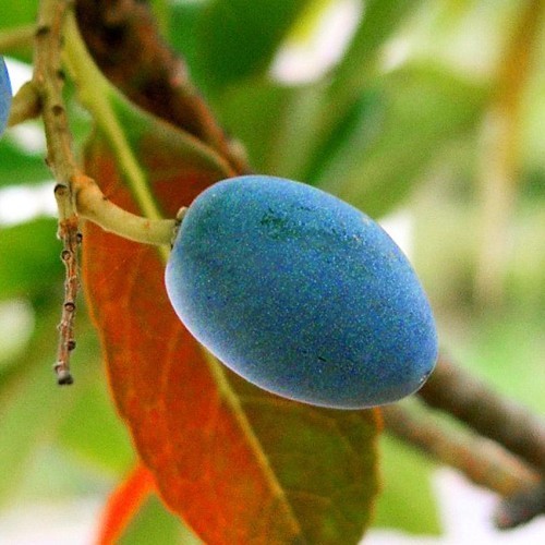 Victory Seed - Bibit Benih Buah Jenitri (Isi 10 Gram)