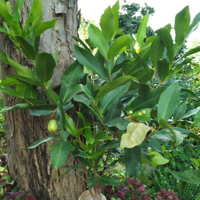

Jambu Air Cincalo Hijau