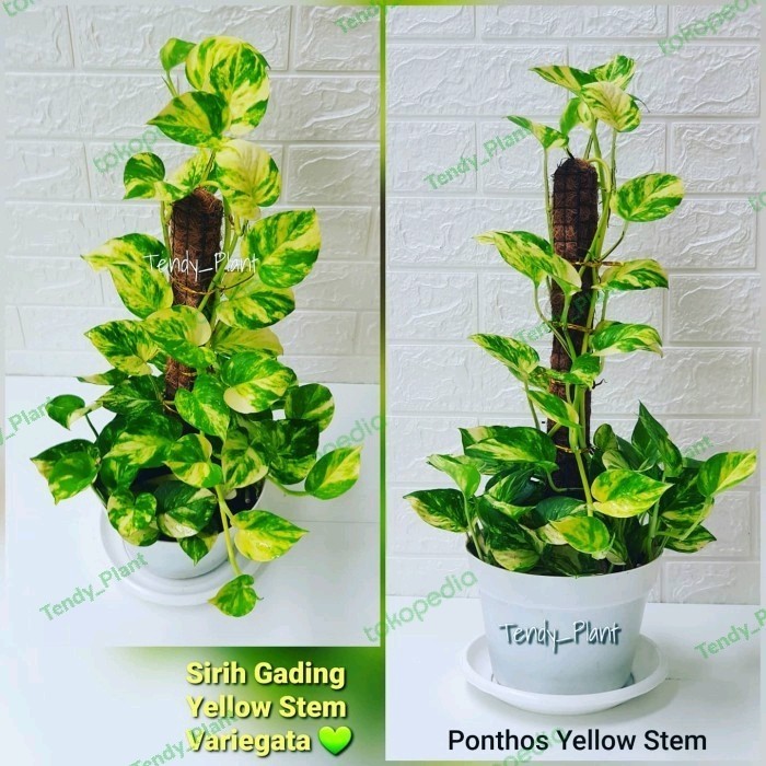 

Pothos Yellow Stem Variegata(Sirih Gading)