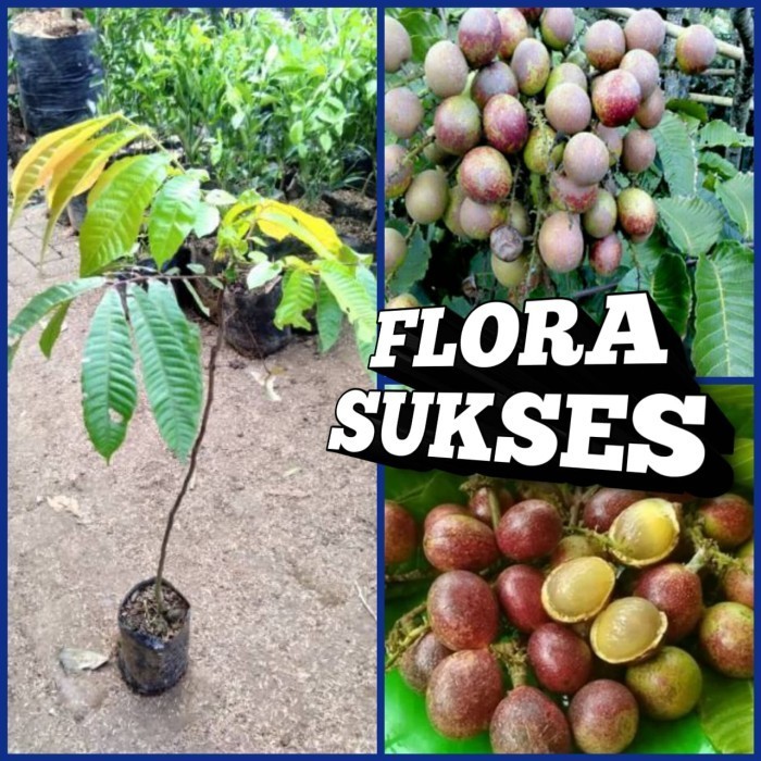 Bibit Tanaman Matoa Super Unggul Cepat Berbuah Buah Matoa TOP