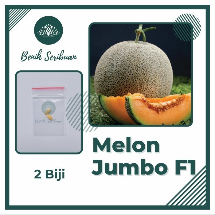 2 Bibit Melon Jumbo F1 Hibrida Orange Madu Benih Tanaman Buah Super TOP