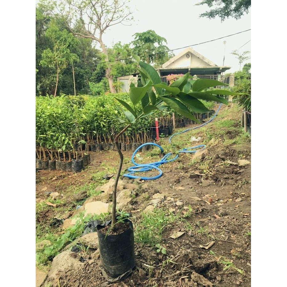 

Promo 4 Tanaman Buah Jambu Air Kualitas - (X-Green) Best Seller