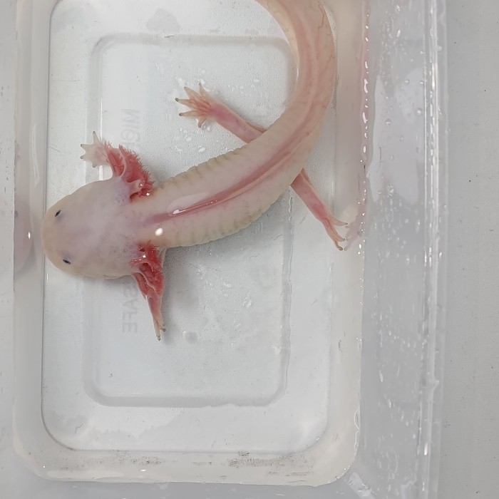 axolotl leucistic