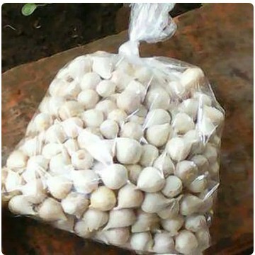 

BAWANG PUTIH TUNGGAL/BAWANG LANANG 250GRAM HERBAL ALAMI BEST PRODUCT