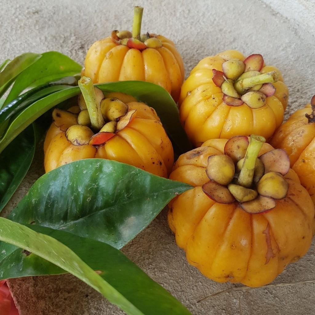 Gratis Bonus - 1 Bibit Benih Buah Asam Kandis