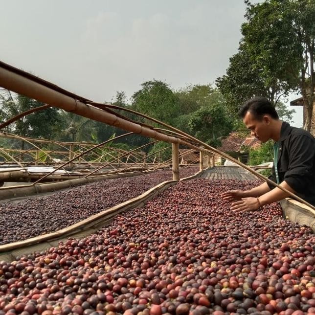 

Baru Green Bean Biji Kopi Arabika Flores Bajawa Fullwash 1kg Grade 1 Kode Ql 134