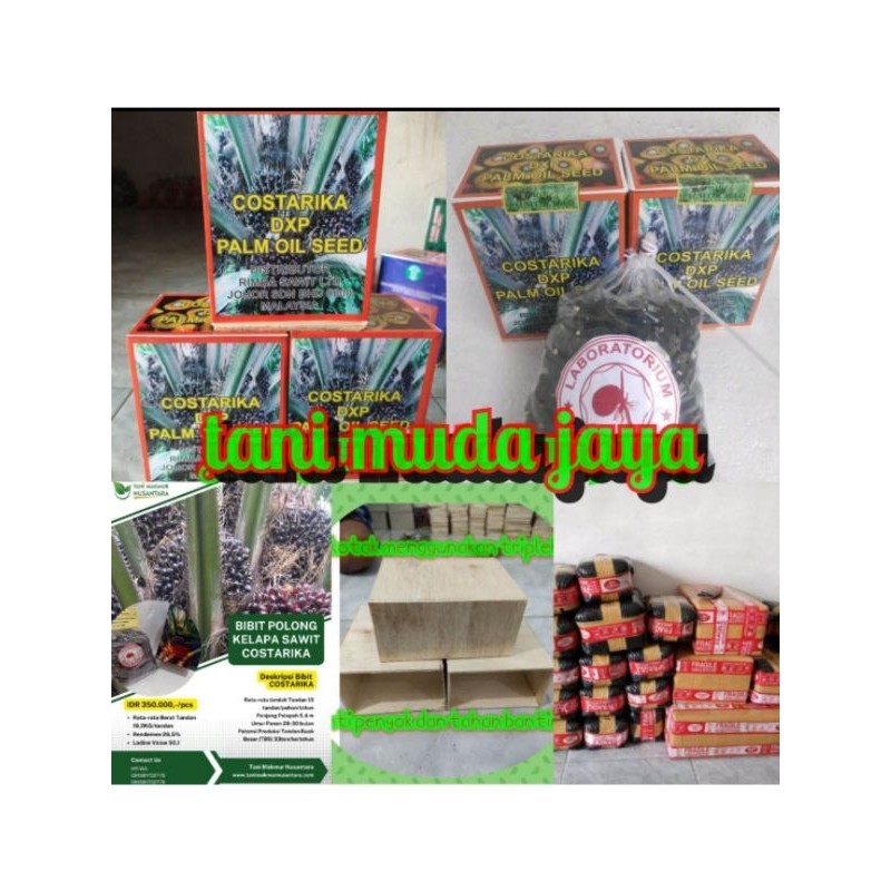 Bibit Benih Polong Kecambah Kelapa Sawit unggul varietas COSTARIKA DxP MALAYSIA isi 250 butir