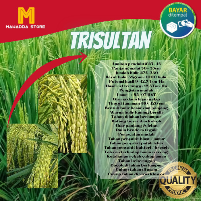 Bibit Padi Unggul Tri Sultan Benih Trisultan 5Kg