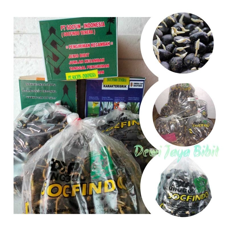 Bibit Kecambah Sawit Socfindo Unggul