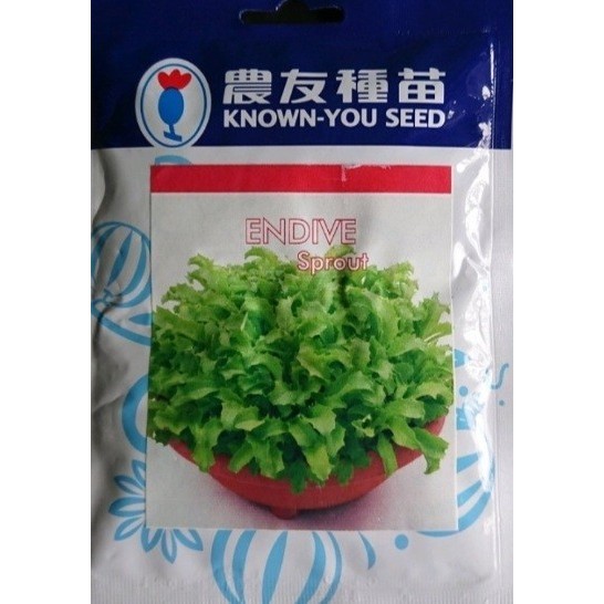 Selada Endive 50 Gram Pack Besar Benih Biji Endive Sprout Microgreen