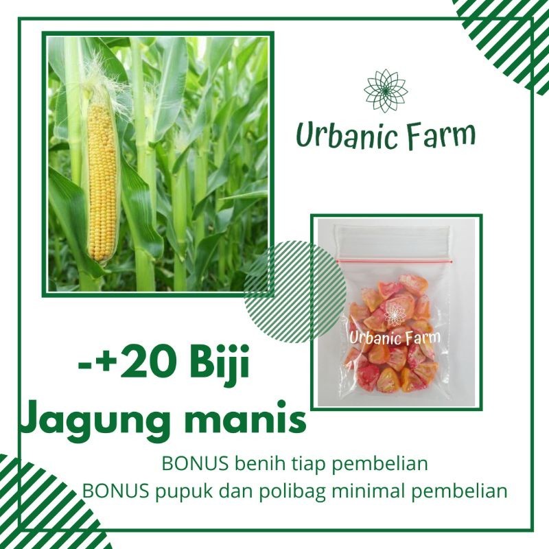 20 biji jagung manis hibrida F1 Manise Bintang Asia -Benih Bibit Seed Sayuran Eceran Seribuan Murah