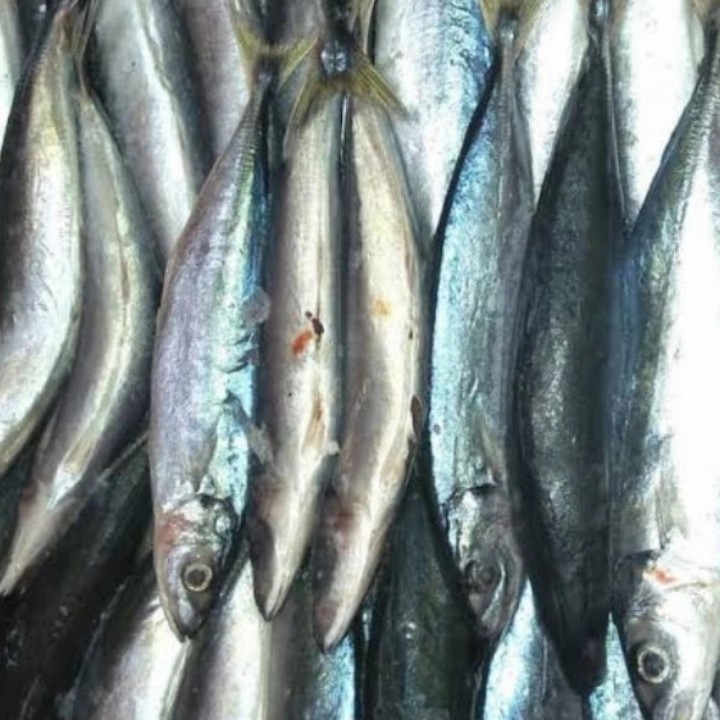 

ikan dencis layang segar per 1/2 kg