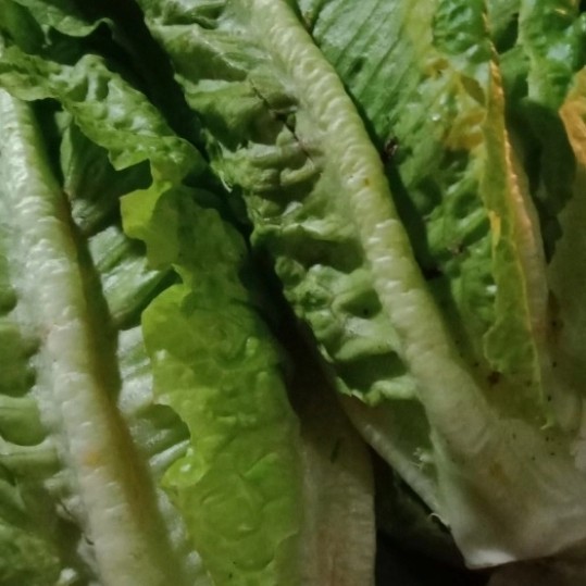 

romaine lettuce 1/2kg