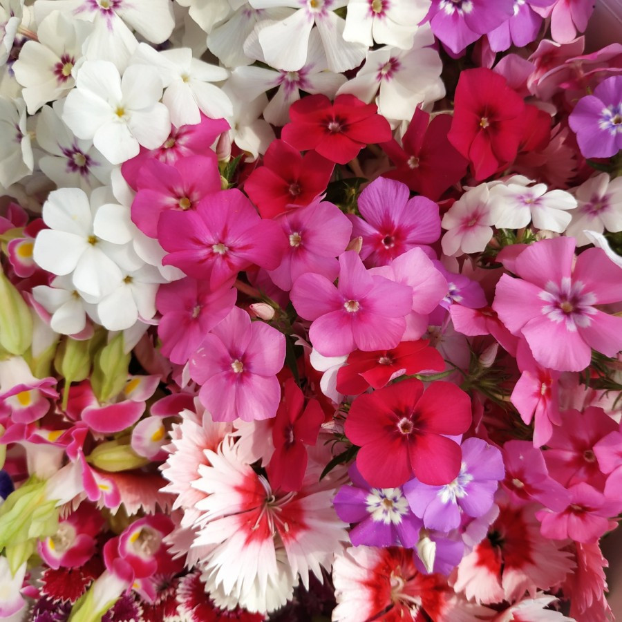 

BIG MIX EDIBLE FLOWER- KOMPLIT 12MACAM BUNGA TERJAMIN BEST