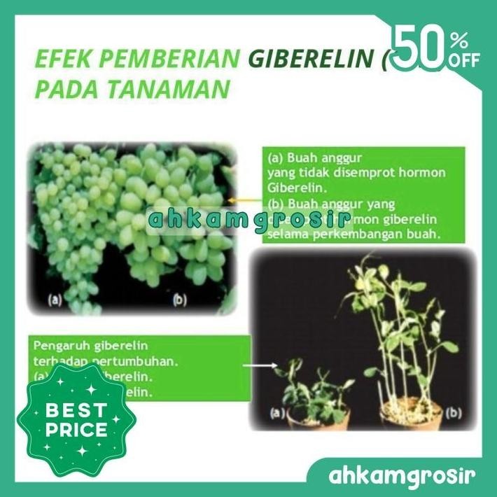 GIBERELIN GA3 MURNI 60 ML - HORMON ZPT TANAMAN BUNGA & BUAH BIG SALE